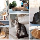 Istanbuler Katzen