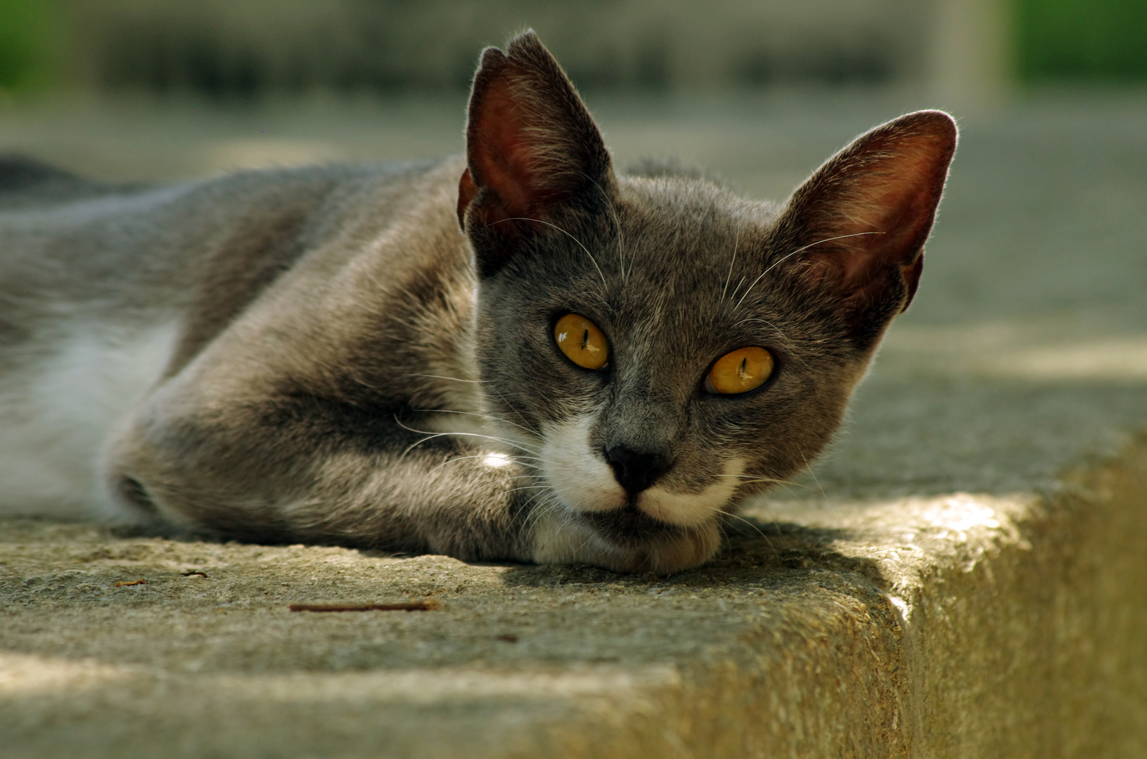 Istanbuler Straßenkatze