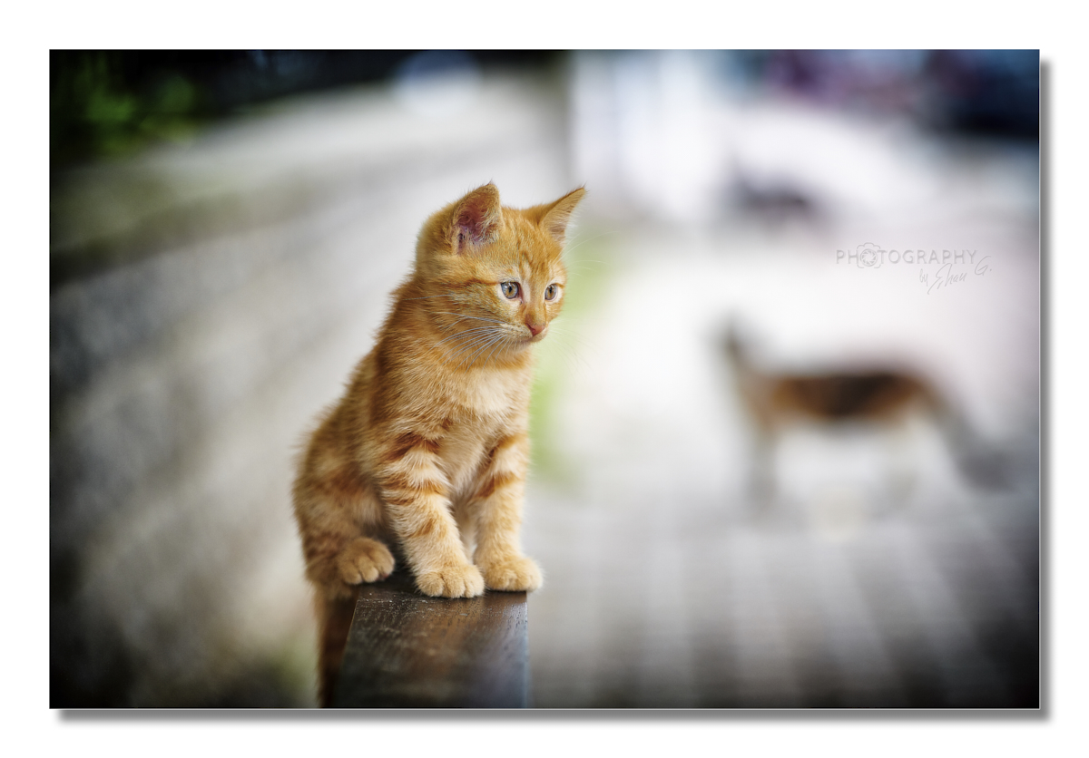 Istanbul's Straßenkatzen