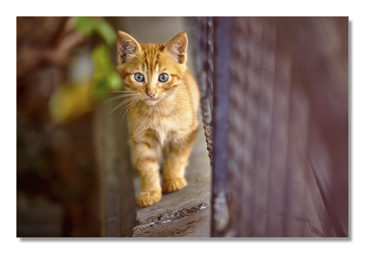 Istanbul's Straßenkatzen