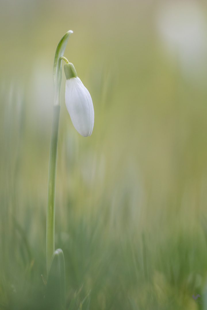 * ist.denn.schon.frühling *