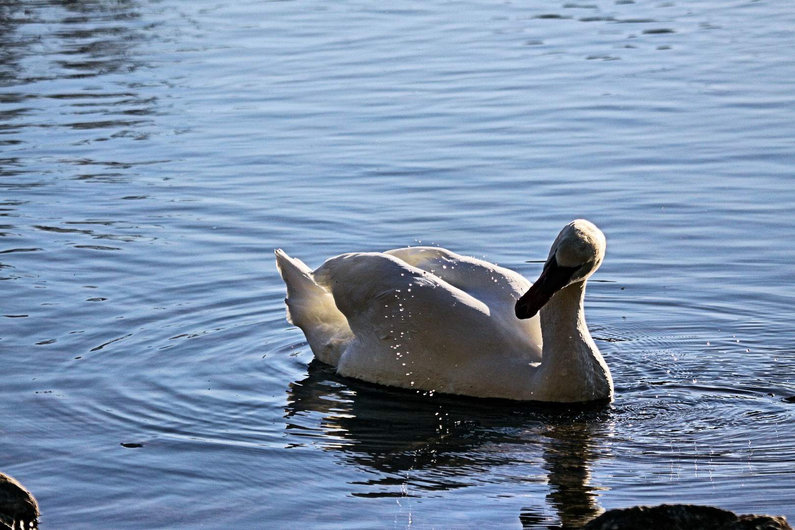 Isteiner Schwelle, Schwan bei den  "Wasserspielen"