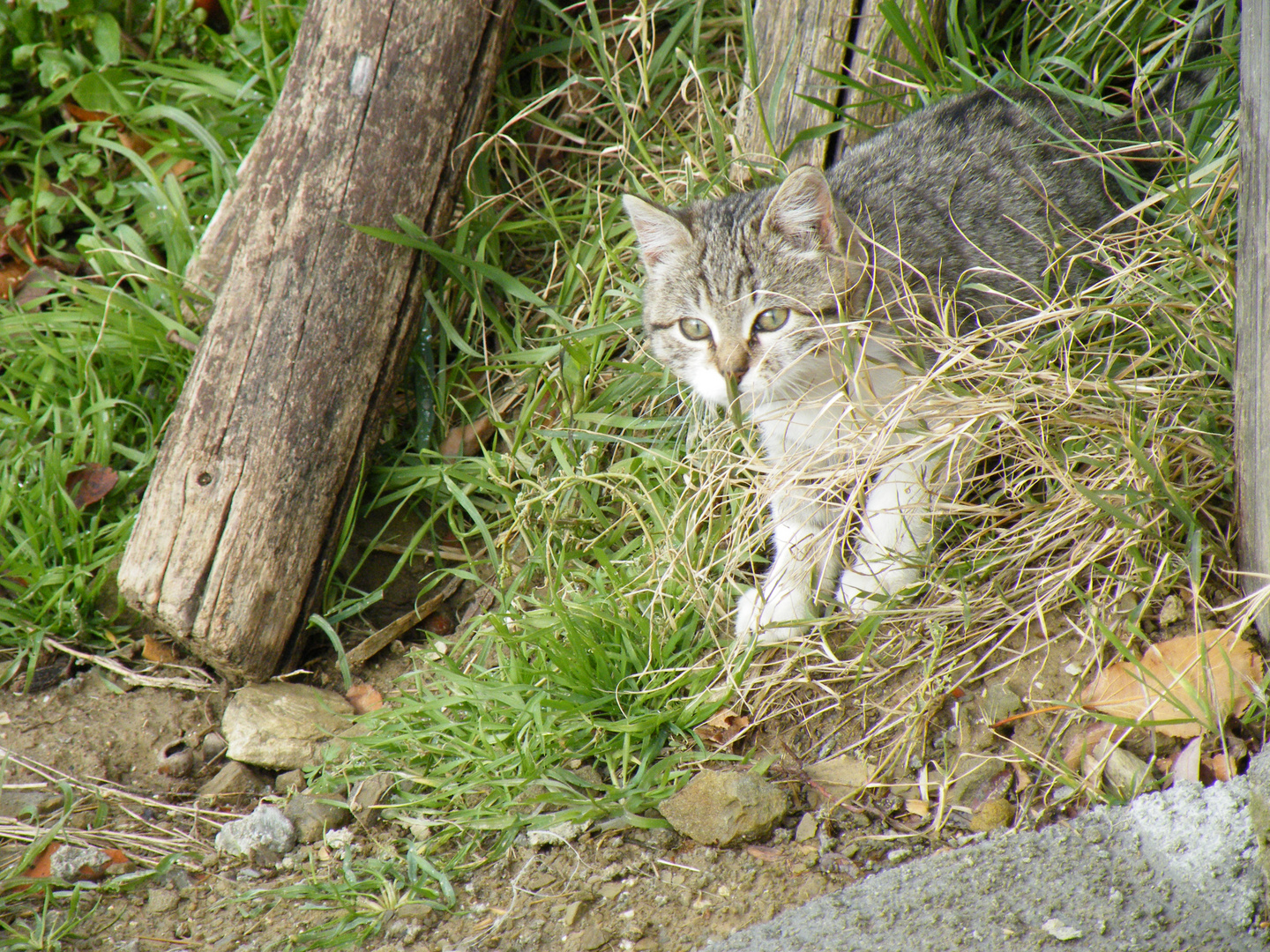 istinto felino