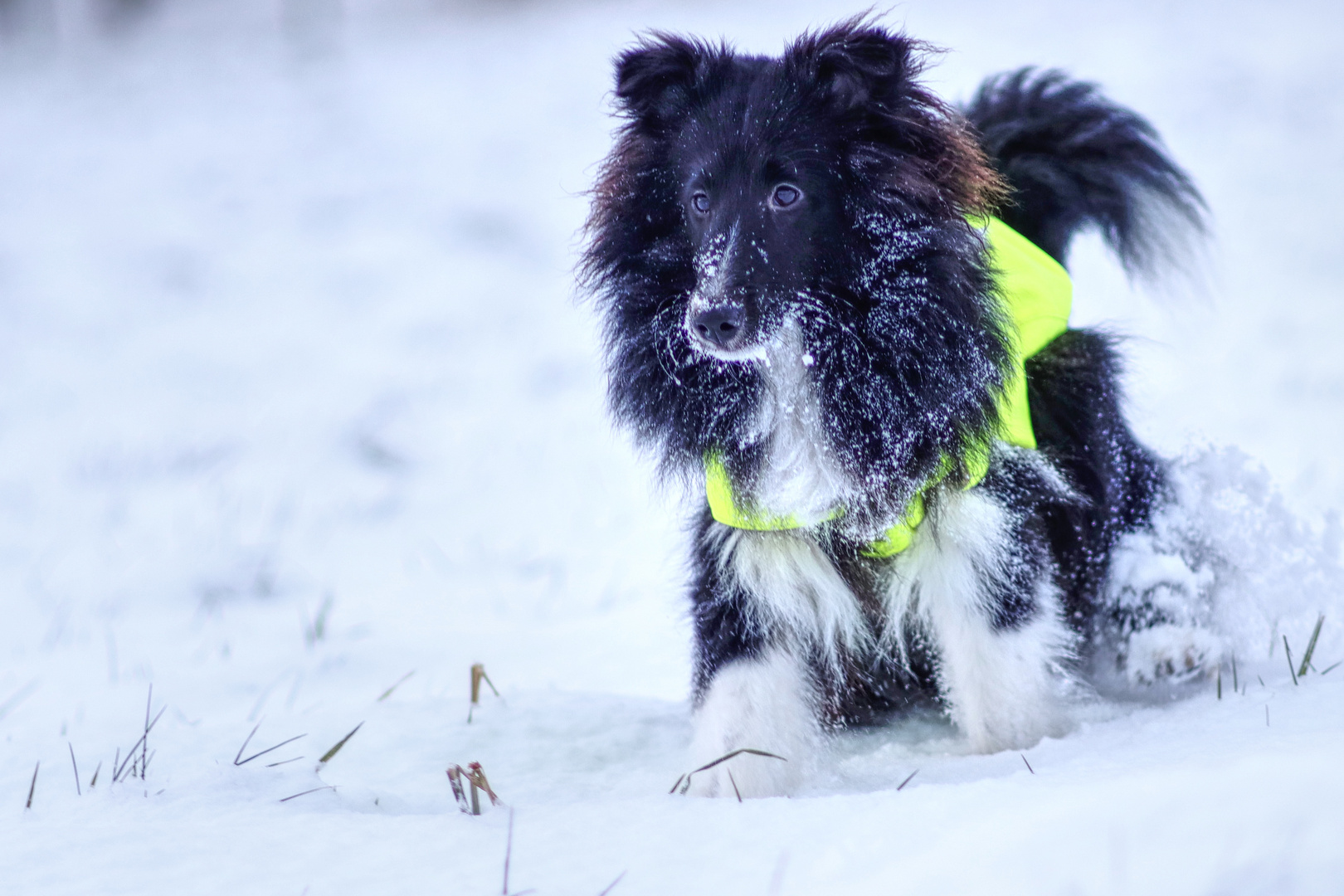 Isy‘s erster Schnee 