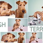 IT - IRISH TERRIER