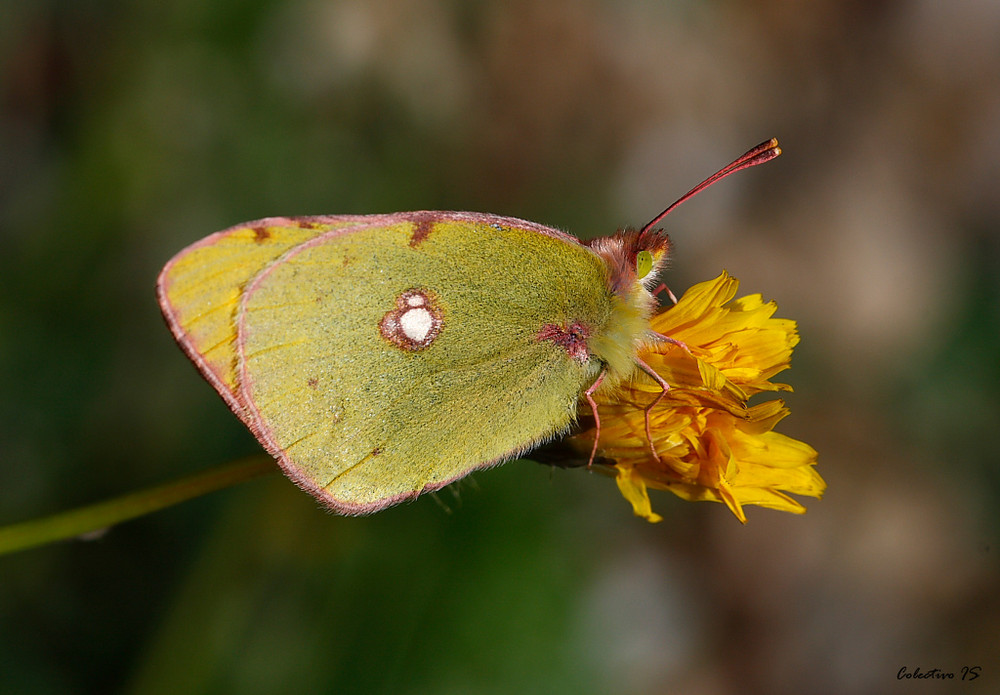 It is :-) another :-) butterfly !!