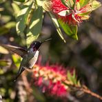 It is simply a humming bird