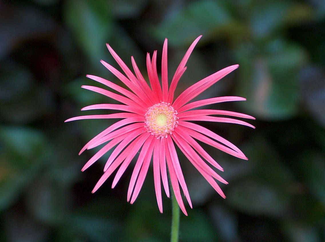 It is summer-feeling with flowers