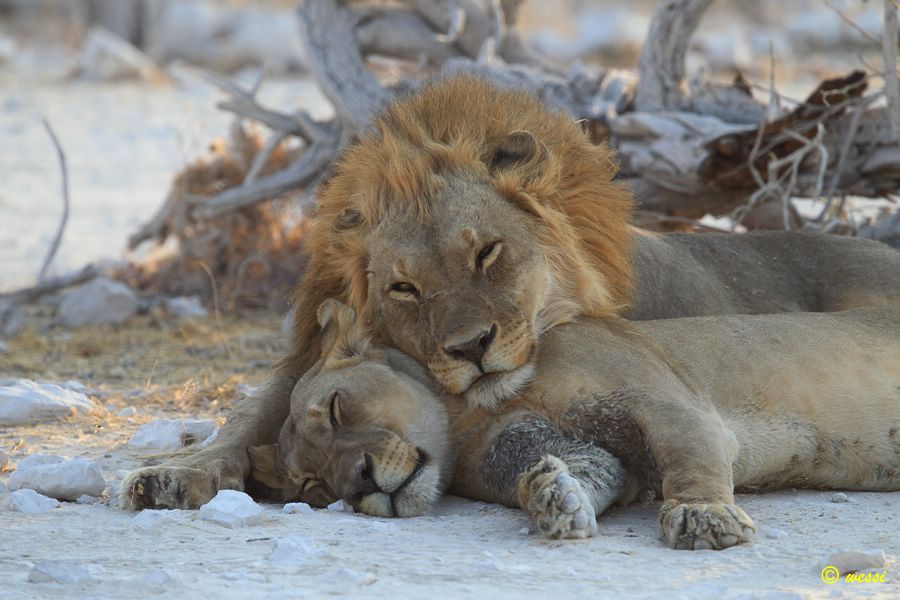 It must be real lions love