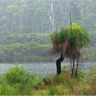 * It rains at Frankland River *