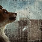 It rains cats, but no dogs !