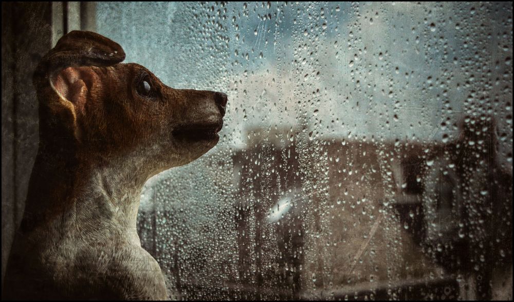 It rains cats, but no dogs ! Foto & Bild indoor, hund, regen Bilder