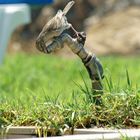 it was hot, bird drinkes out of the tap