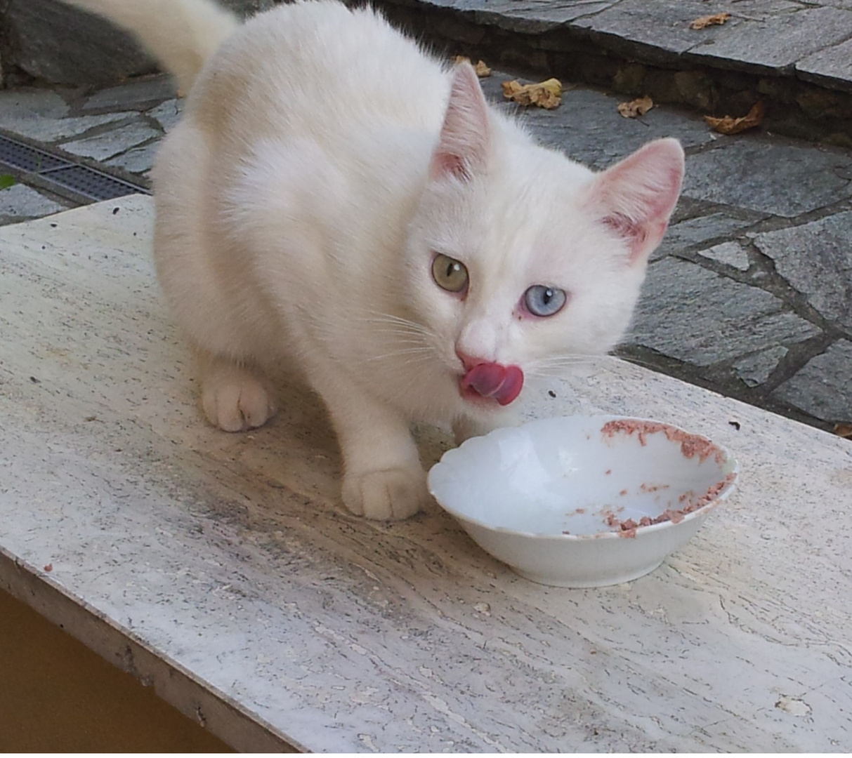 Italenische Katze