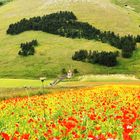 Italia fiorita a Castelluccio