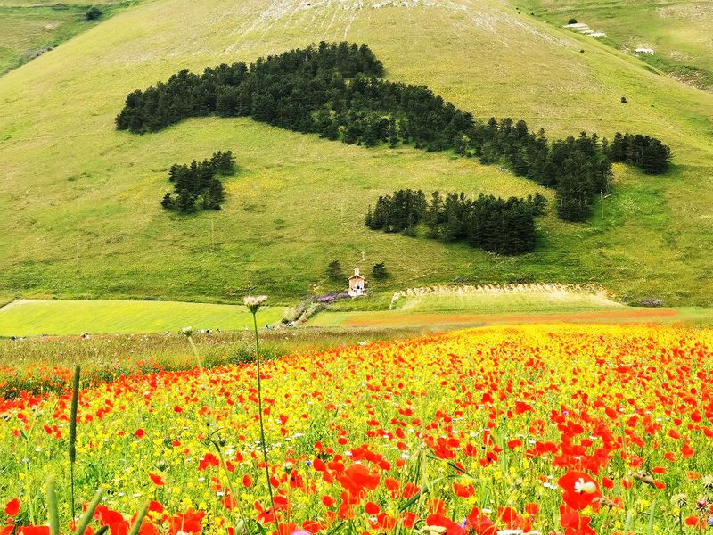 Italia fiorita a Castelluccio