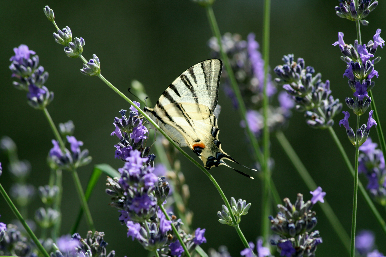 Italian butterfly