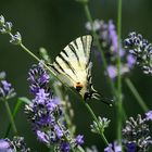 Italian butterfly