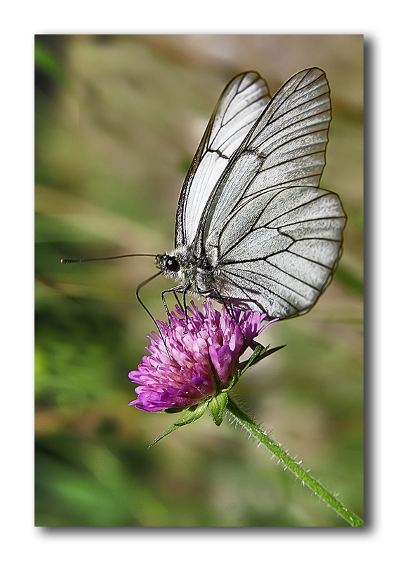 Italian butterfly