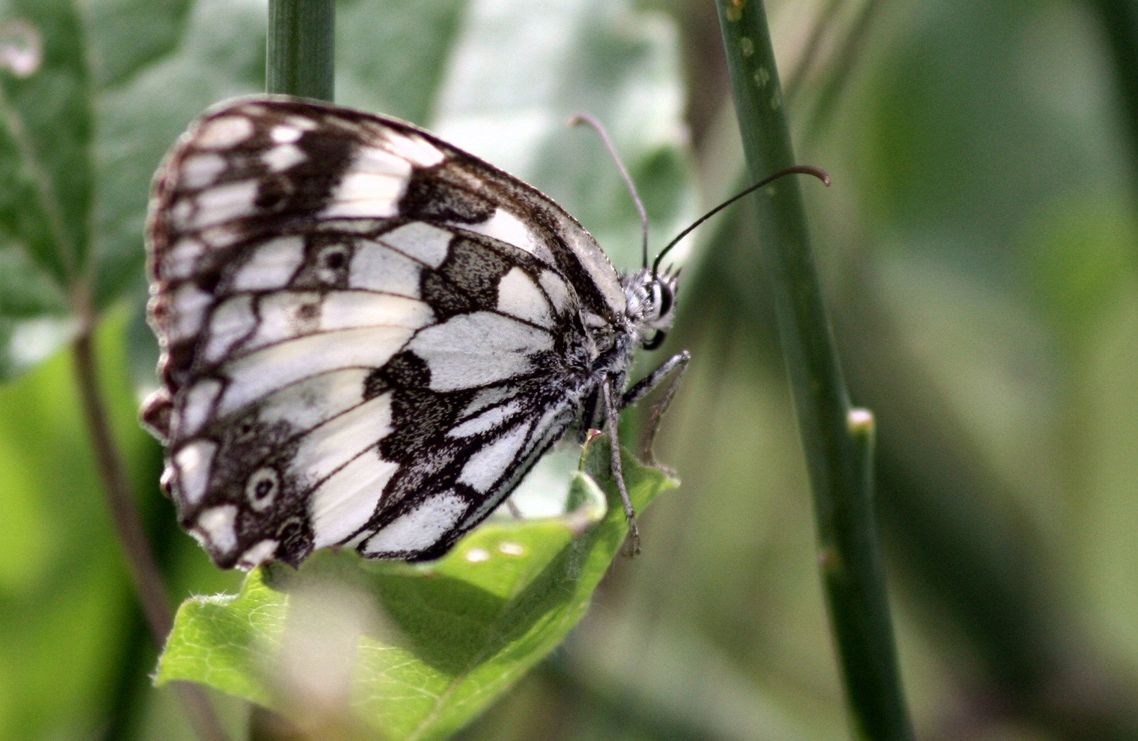 Italian butterfly II