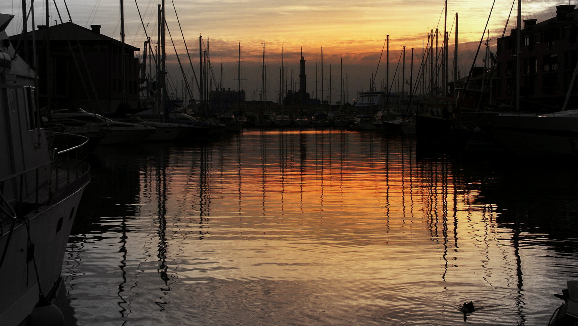 Italian Duck in Glowing Genova Sundown Harbor (2002)