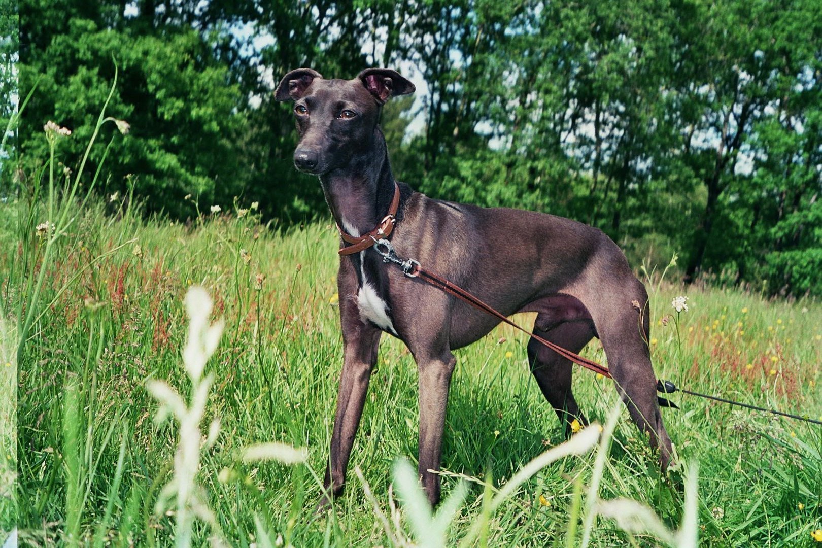 italian greyhound "Adagio"