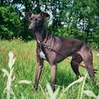 italian greyhound "Adagio"