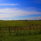 Italian hills and grapeyards