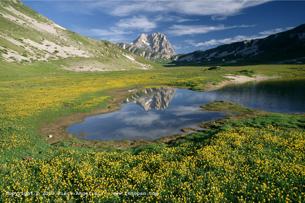 italian holiday  ranuncoli del Gran Sasso d'Italia