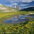 italian holiday  ranuncoli del Gran Sasso d'Italia