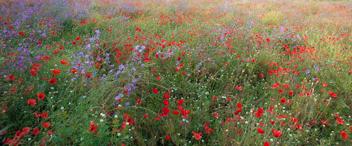 Italian Spring