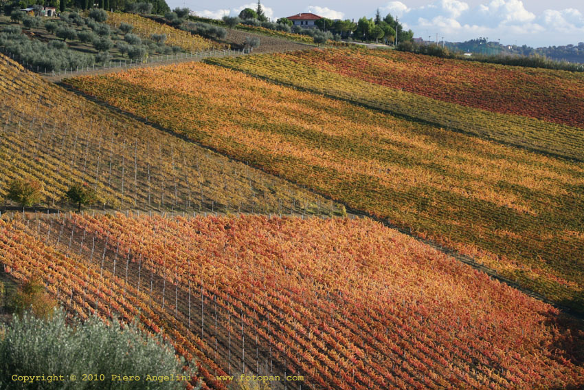 italian wine colori della vendemmia