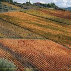 italian wine colori della vendemmia