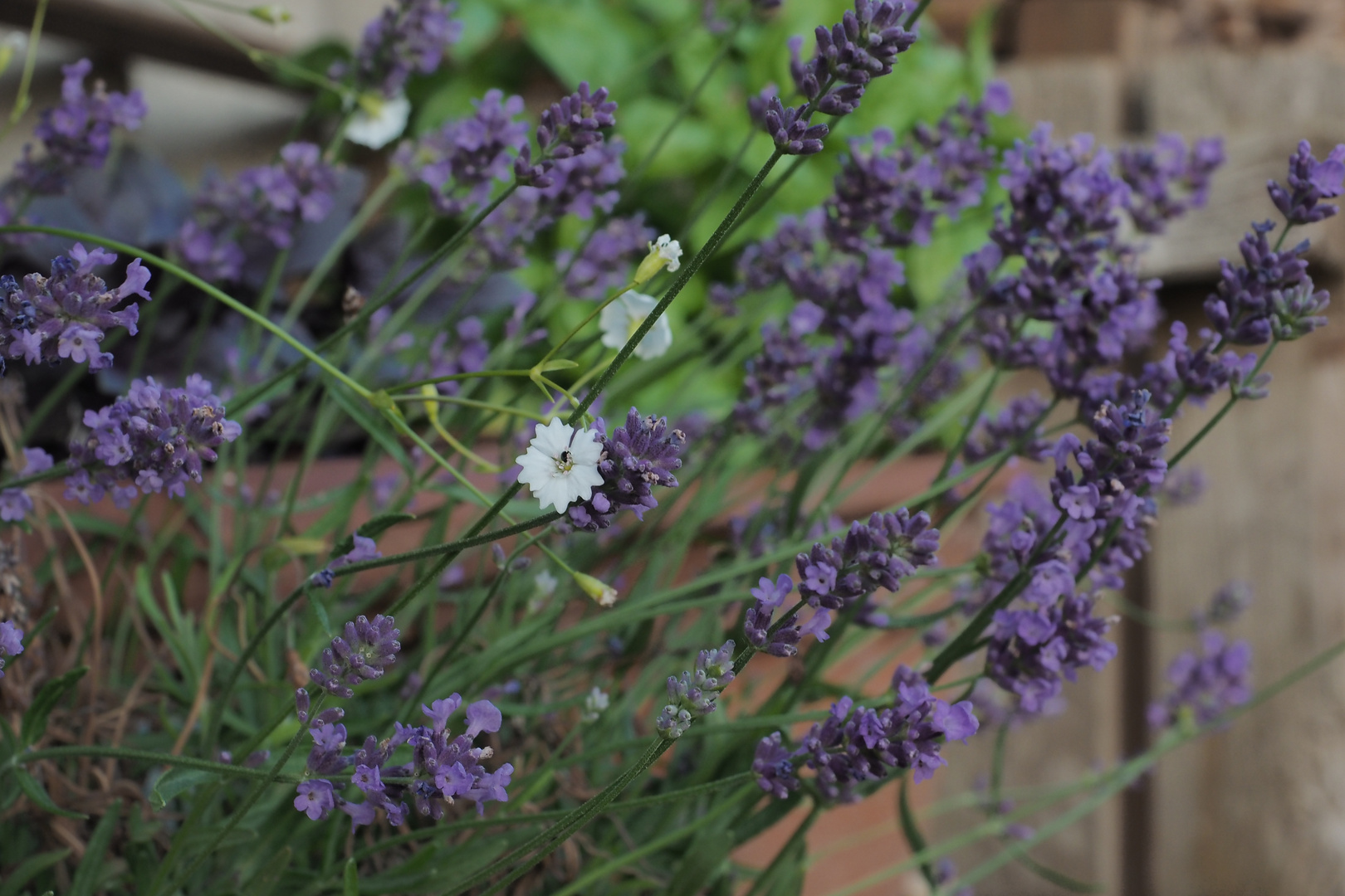 Italien im Garten