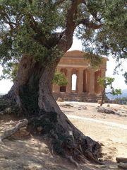 Italien, olive tree & fane