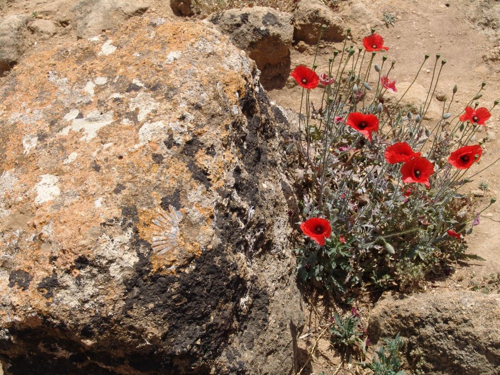 Italien, Redpoppy & Stone