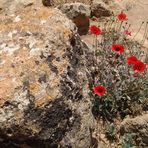 Italien, Redpoppy & Stone