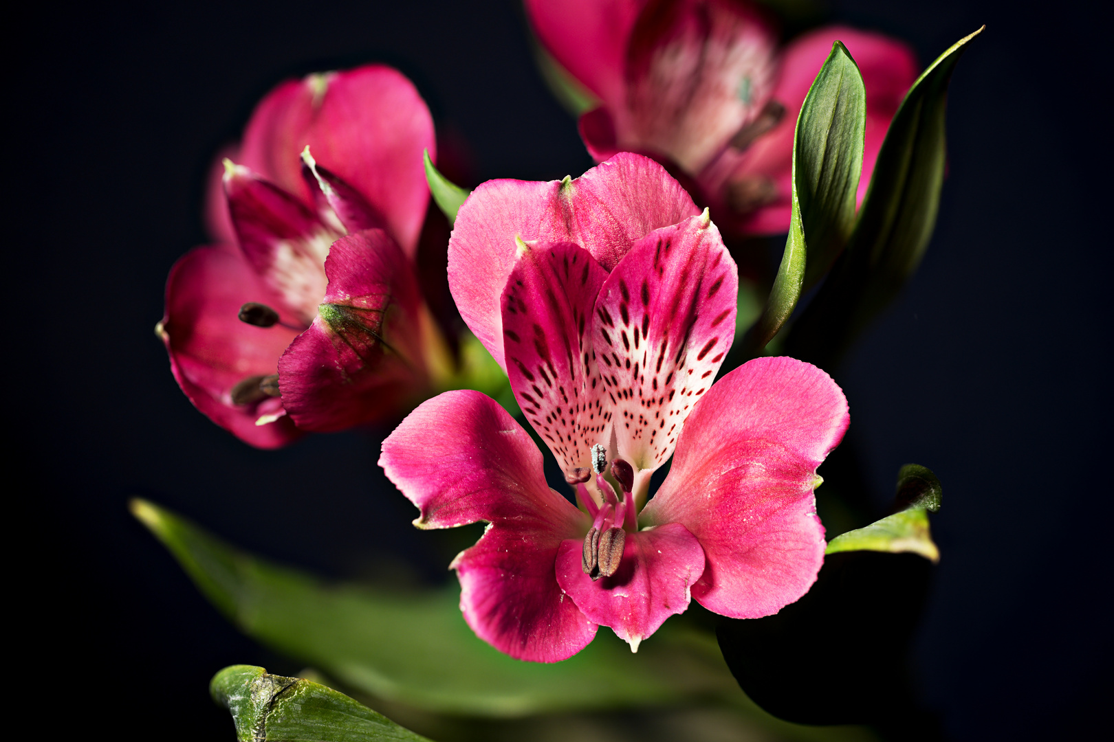 Italien - Südtirol - Alstroemeria (Inkalilie)