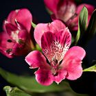 Italien - Südtirol - Alstroemeria (Inkalilie)