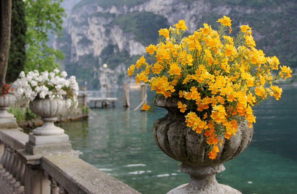 Italien_Gardasee_Garda_Steinbalustrade mit schönen gelben Blumen