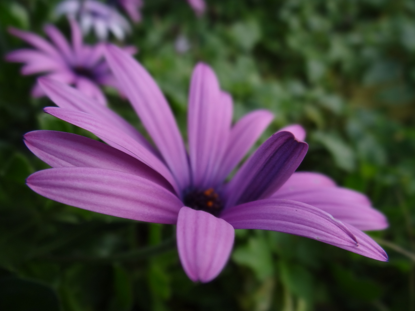 Italienische Blumen