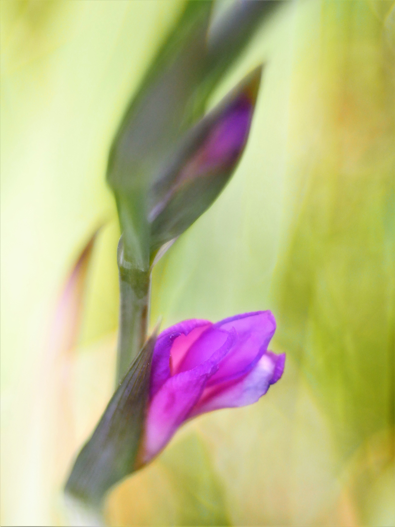 Italienische Gladiole