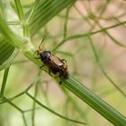 Italienische Halsring-Weichwanze (Deraeocoris flavilinea) im heimischen Garten