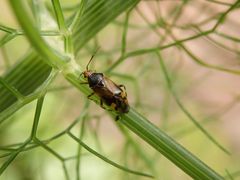 Italienische Halsring-Weichwanze (Deraeocoris flavilinea) im heimischen Garten