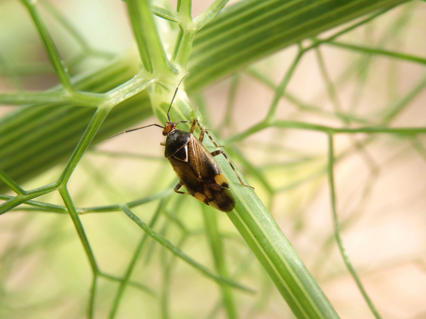 Italienische Halsring-Weichwanze (Deraeocoris flavilinea) im heimischen Garten