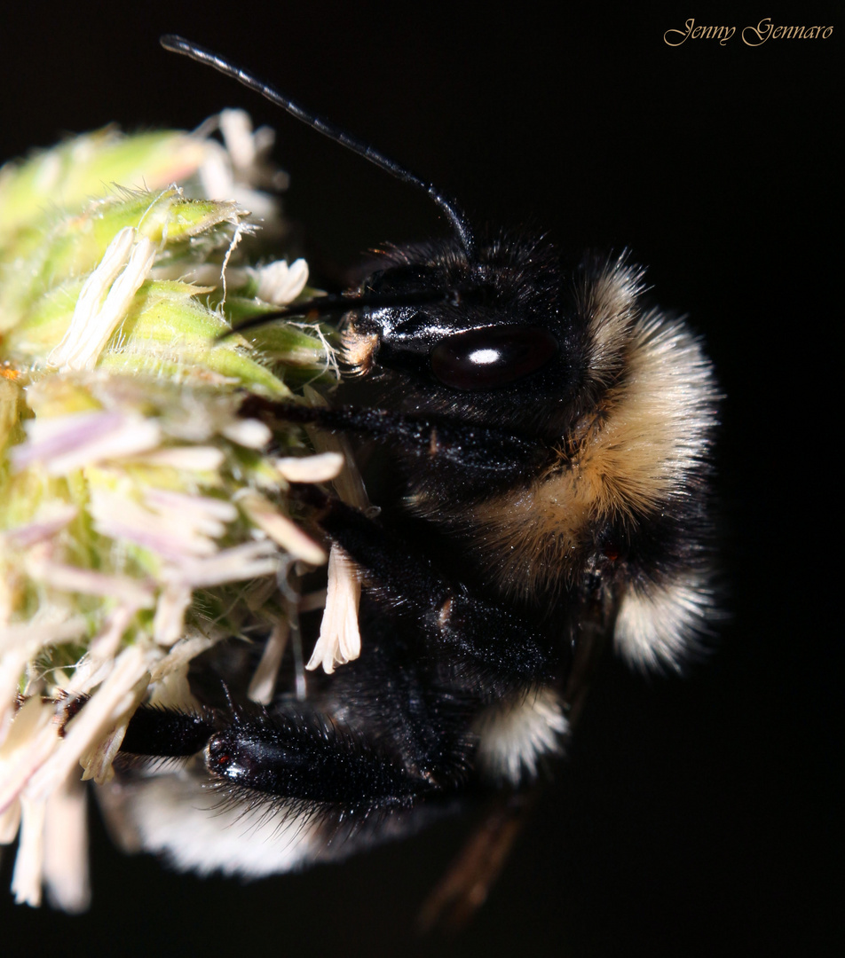 Italienische Hummel :-)