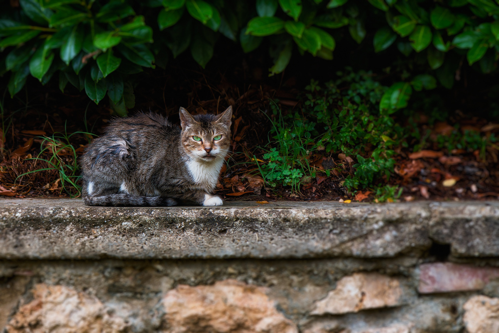 italienische Katze in Colle