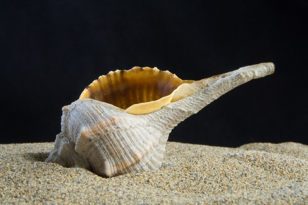 Italienische Muschel Foto &amp; Bild | tiere, wildlife, schnecken ...