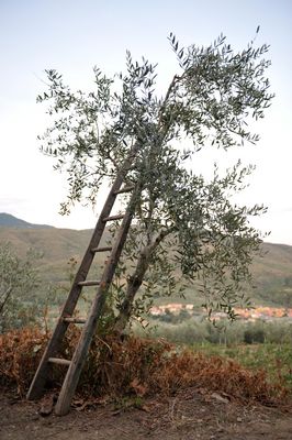 ....italienische Oliven aus der Toskana....