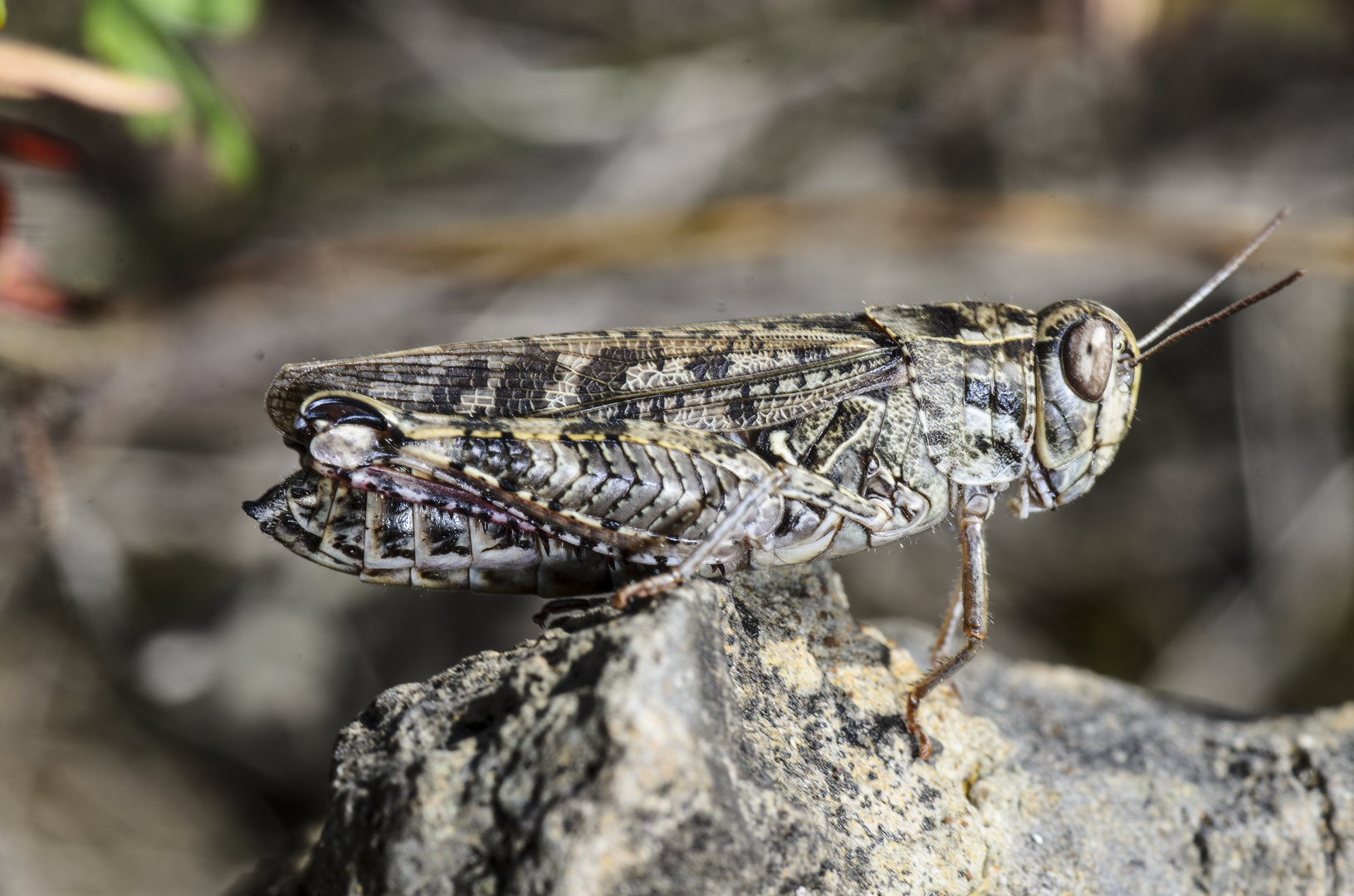 Italienische Schönschrecke (Caliptamus italicus)